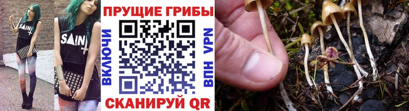 Псилоцибиновые грибы Psilocybine cubensis  Купить закладки  Истра 
